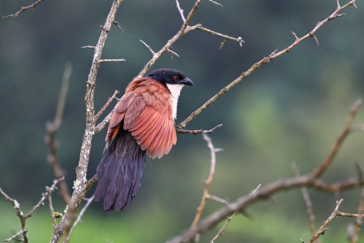 Burchell Kukalı - ML650647777