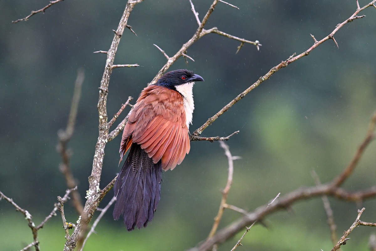 Burchell Kukalı - ML650647778