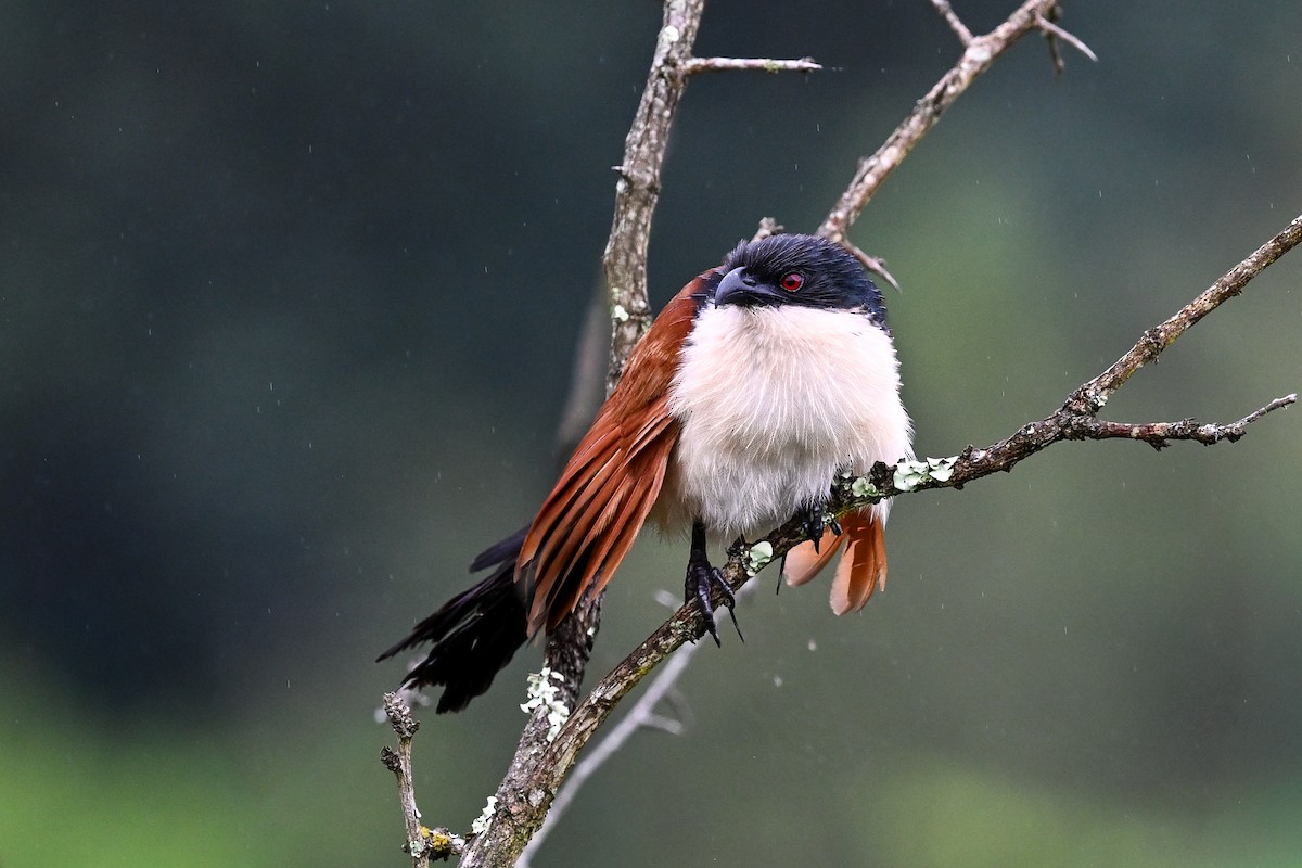 Burchell Kukalı - ML650647783