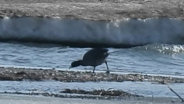 American Coot - ML650647886