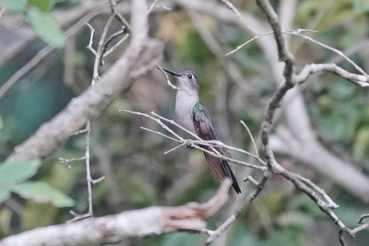 クサビオケンバネハチドリ - ML650647944