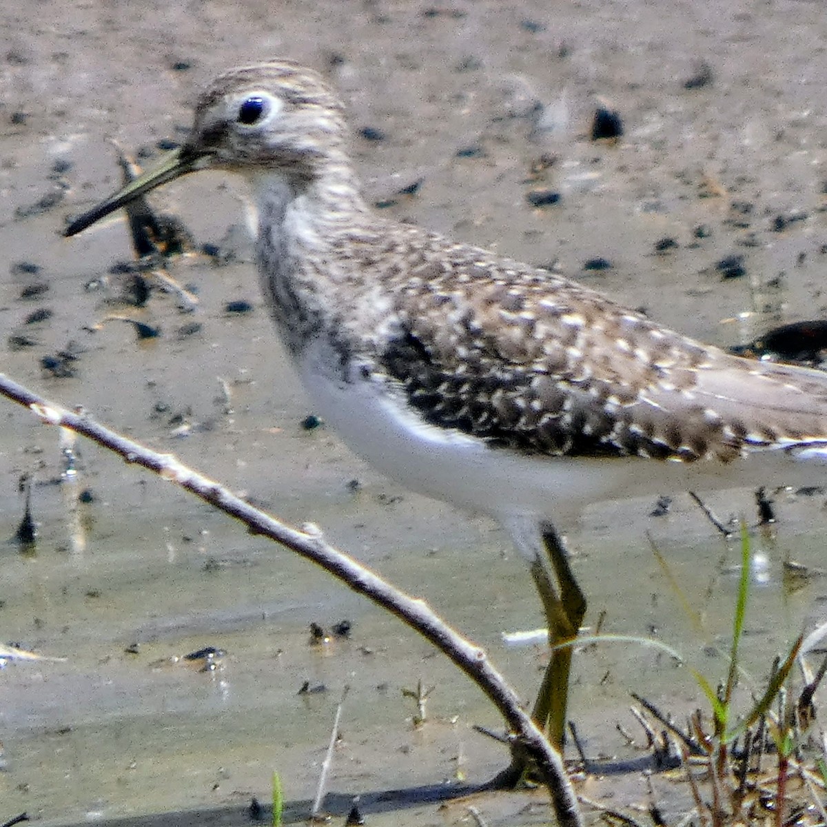 Einsiedelwasserläufer - ML650648023