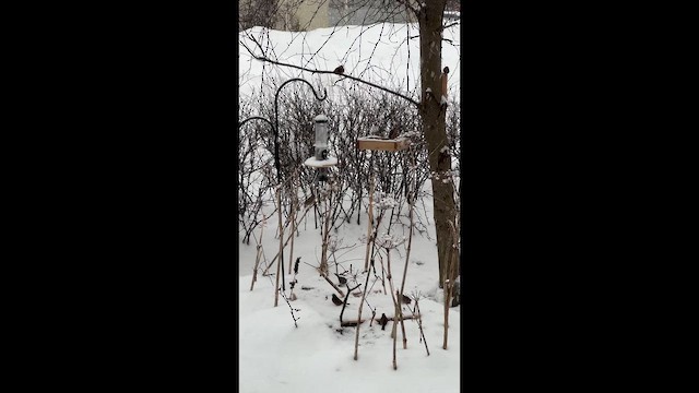 White-crowned Sparrow - ML650648033