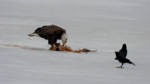 Bald Eagle - ML650648072