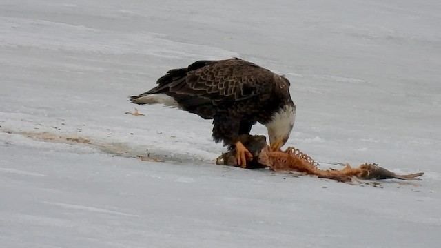 Bald Eagle - ML650648073
