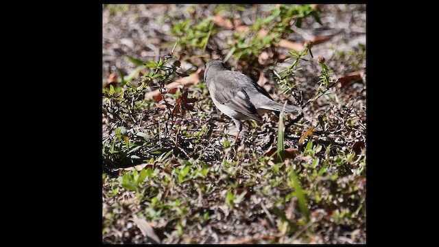 Dark-eyed Junco - ML650648346