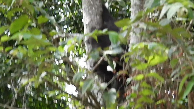 Animals - ML650648405