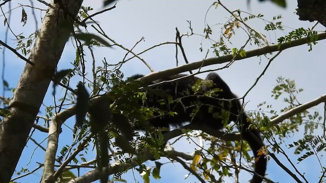 Animals - ML650648406