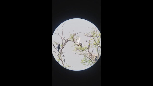 Oriental Darter - ML650648619