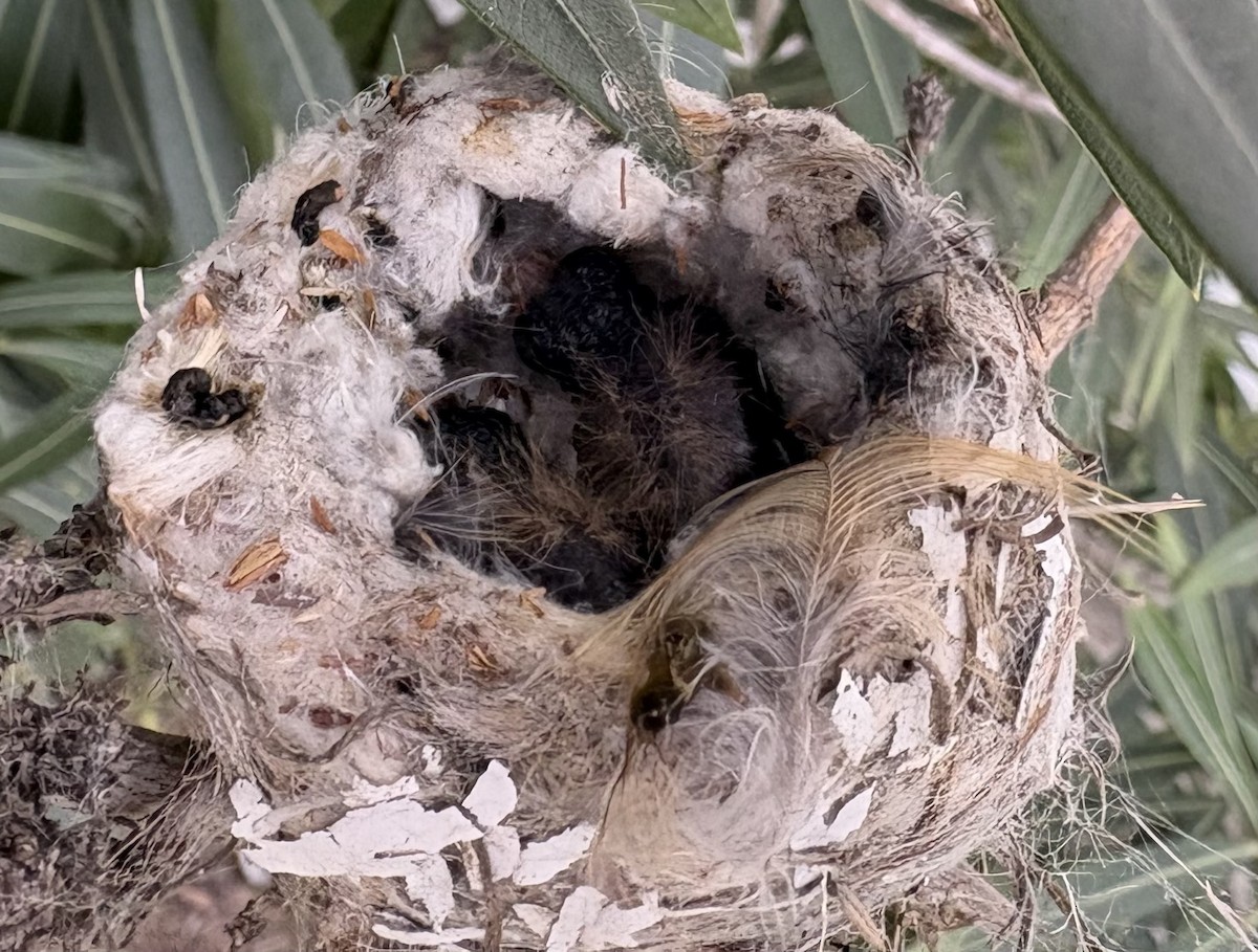 Allen's Hummingbird - ML650648692