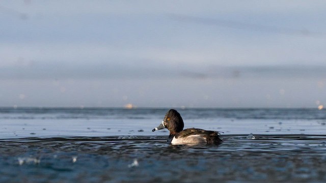 Ring-necked Duck - ML650648751