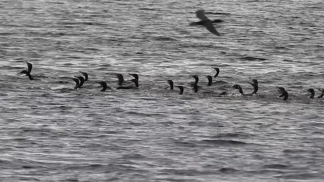 Neotropic Cormorant - ML650648878