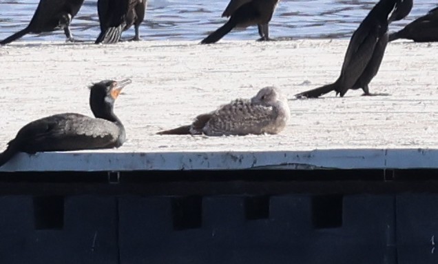 чайка sp. - ML650648885