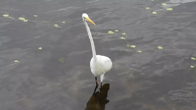 Great Egret - ML650648919