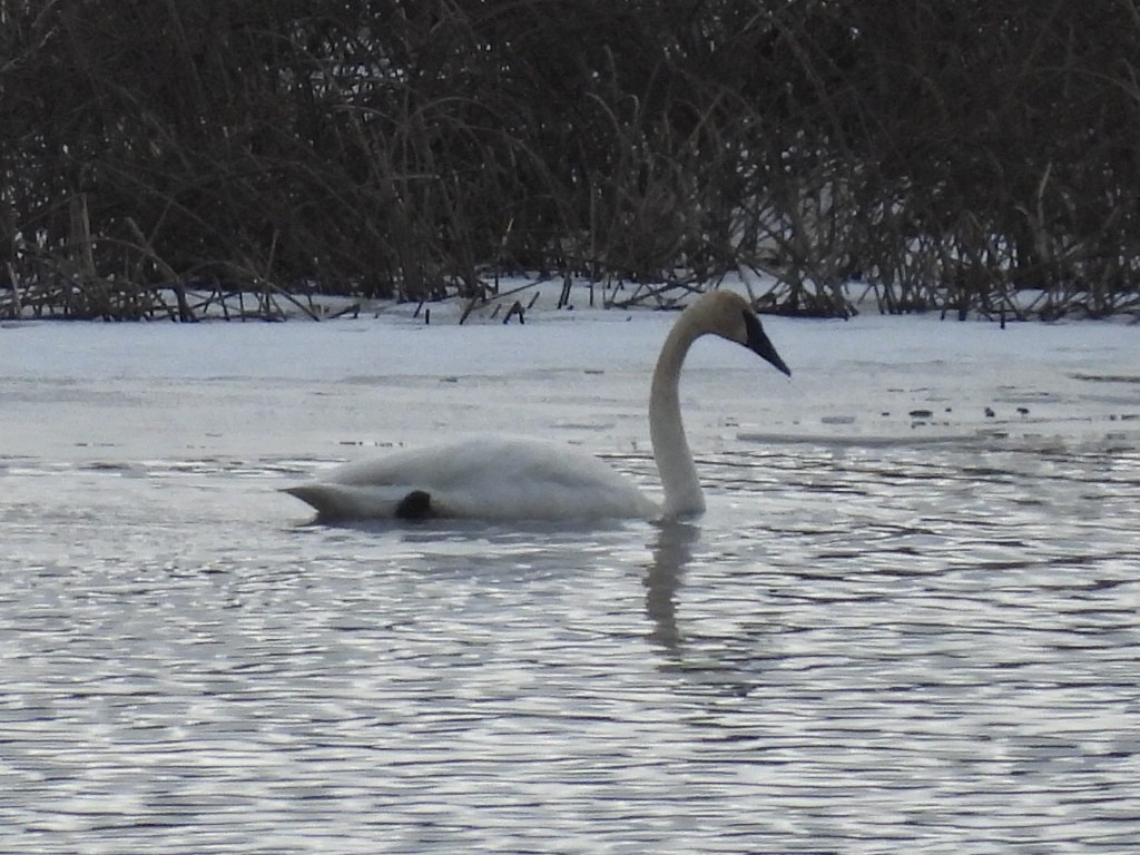 Trompeterschwan - ML650649366