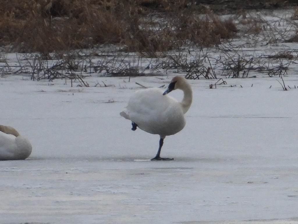 Zwergschwan - ML650649369