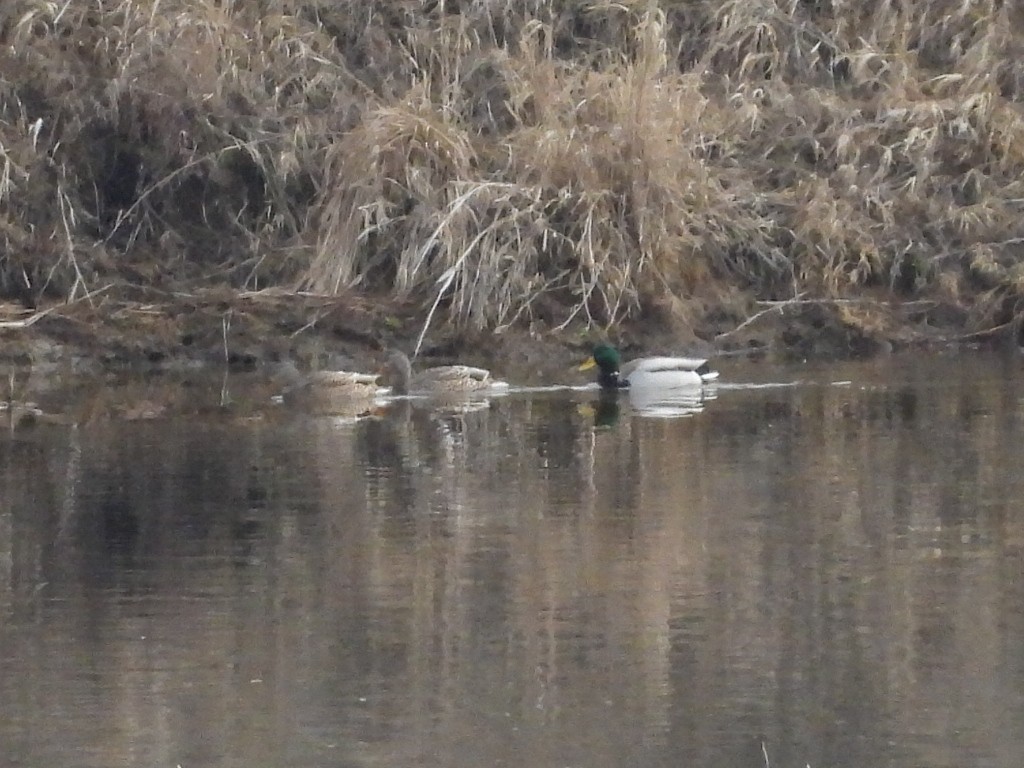 Stockente - ML650649378