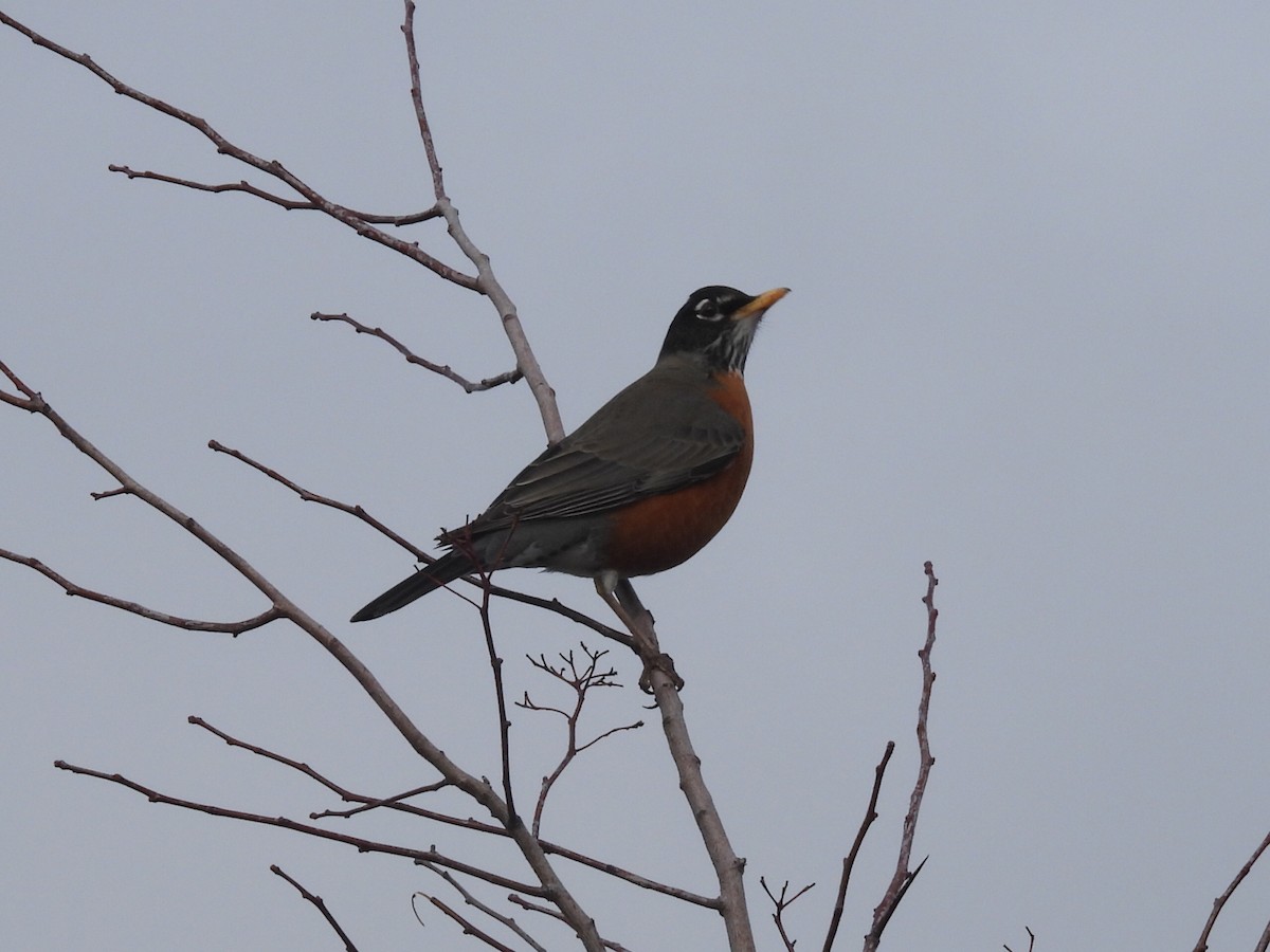 Wanderdrossel - ML650649382