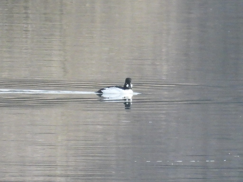 Schellente - ML650649386