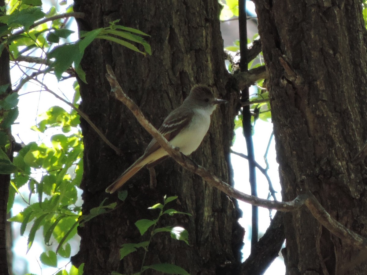 Ash-throated Flycatcher - ML65064941