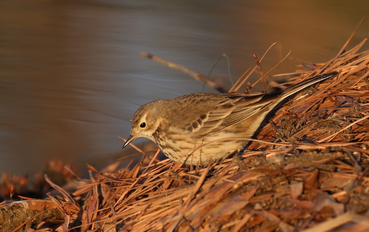 Spioncello del Pacifico - ML650649587