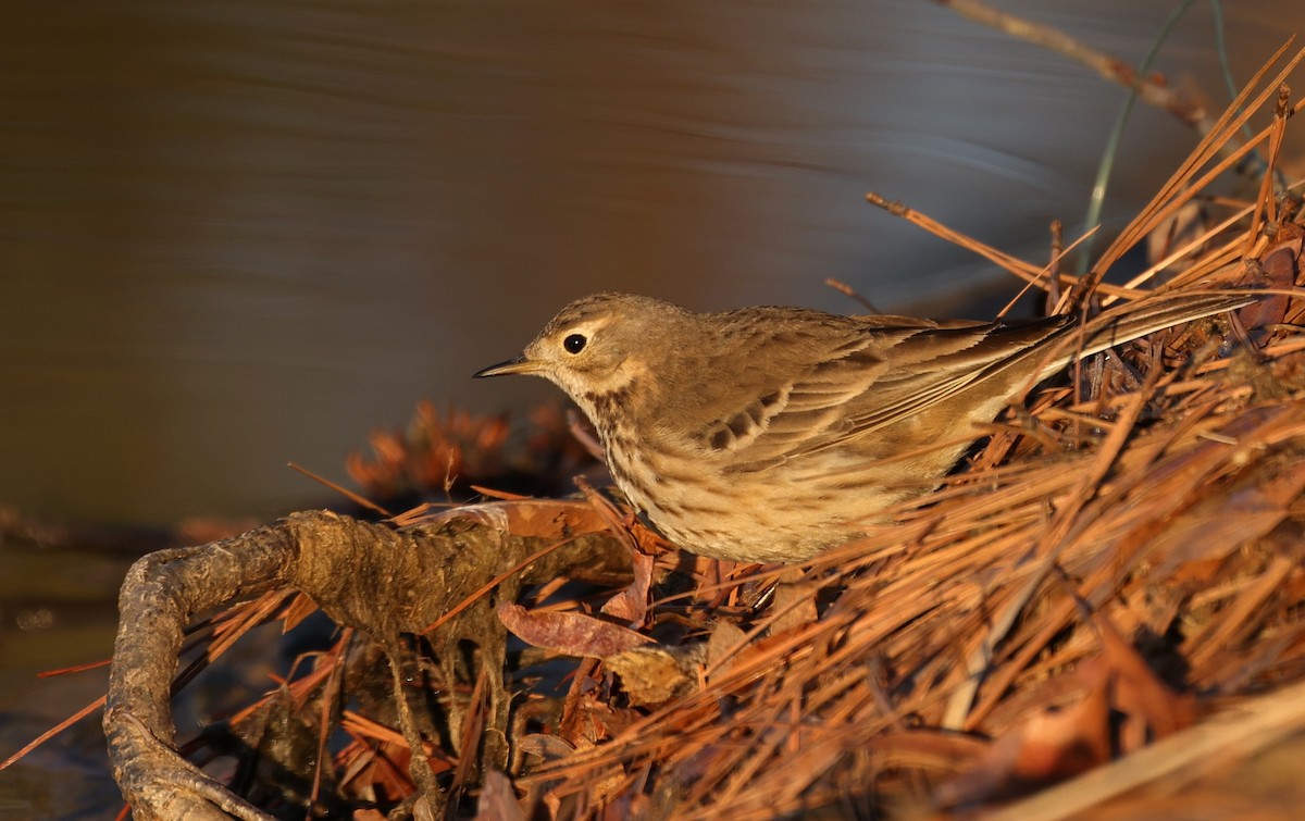 Spioncello del Pacifico - ML650649589