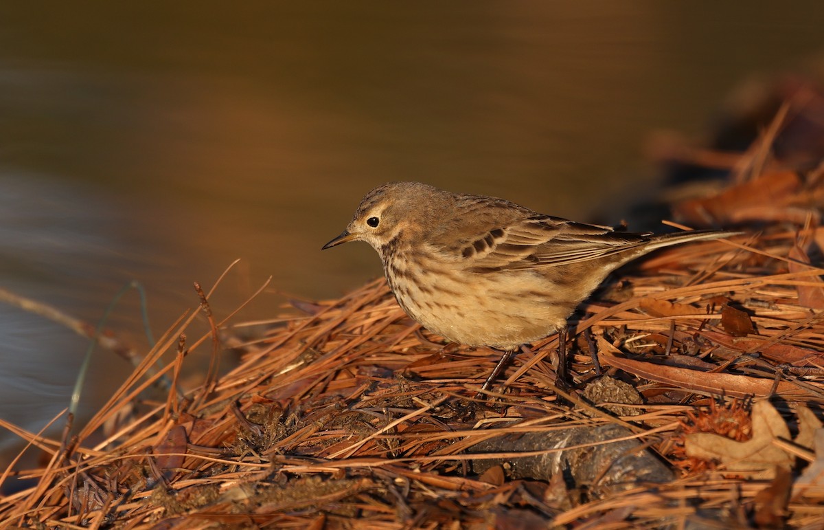 Spioncello del Pacifico - ML650649590