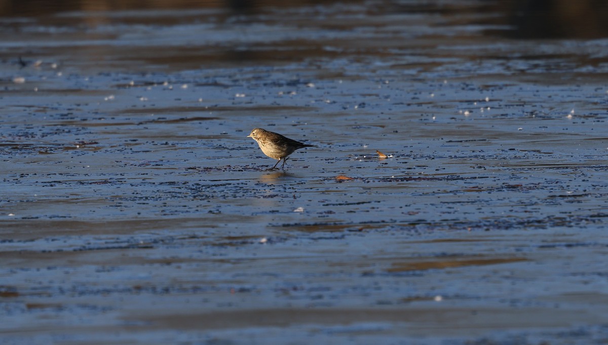 Spioncello del Pacifico - ML650649591