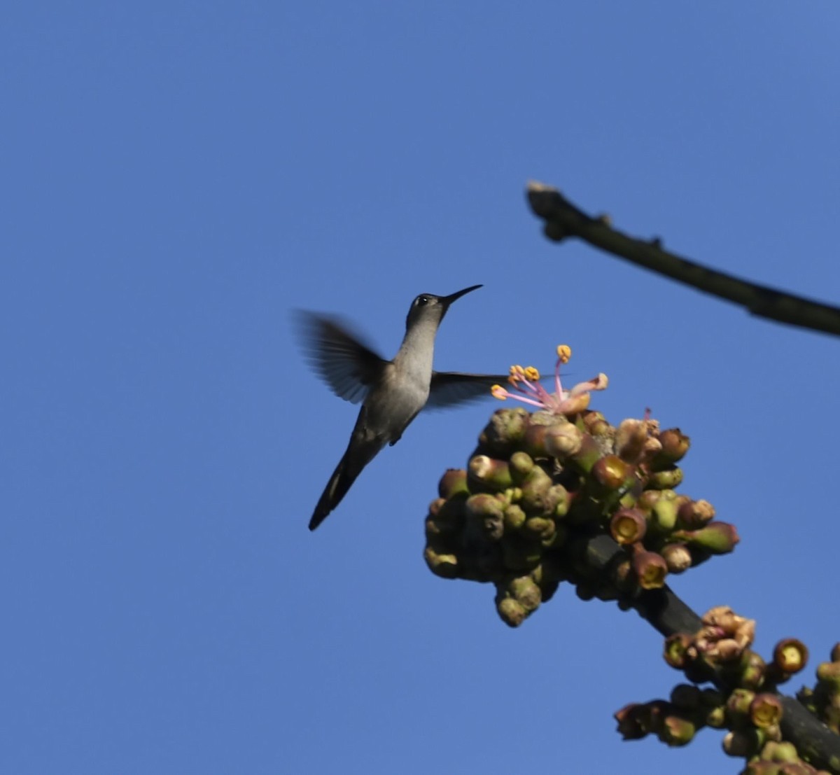 クサビオケンバネハチドリ - ML650649595