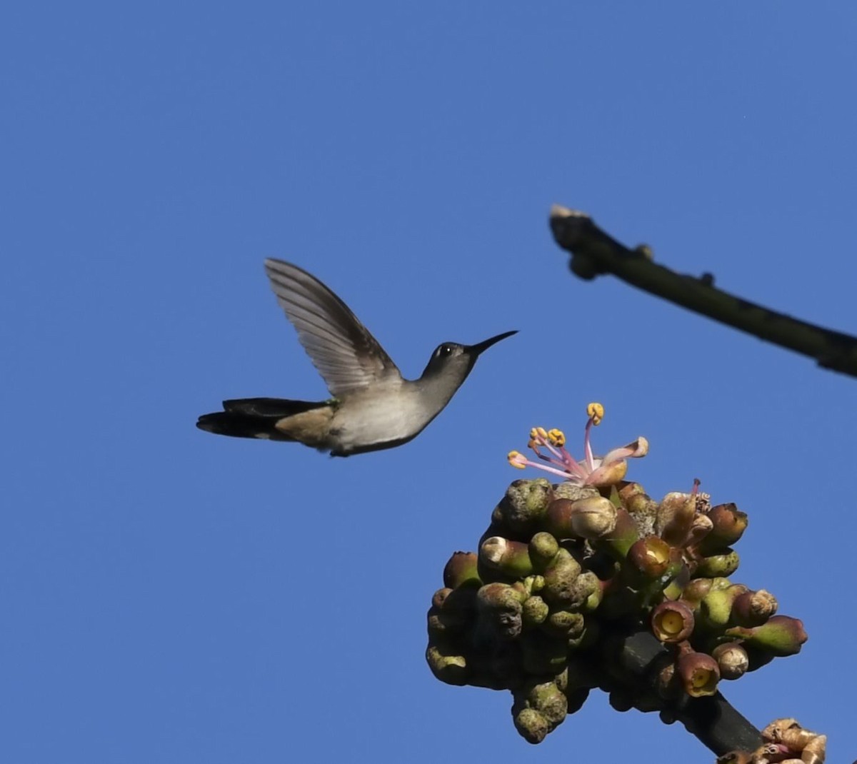 クサビオケンバネハチドリ - ML650649614