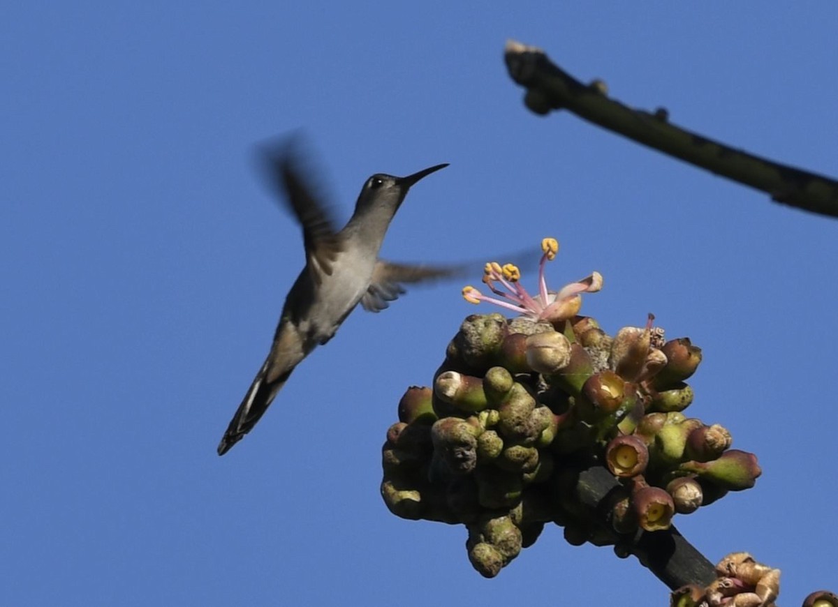 クサビオケンバネハチドリ - ML650649615
