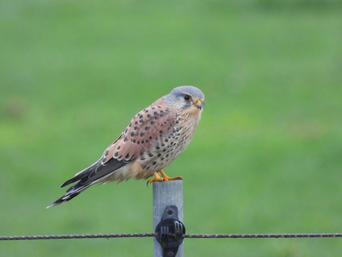 בז מצוי - ML650649722