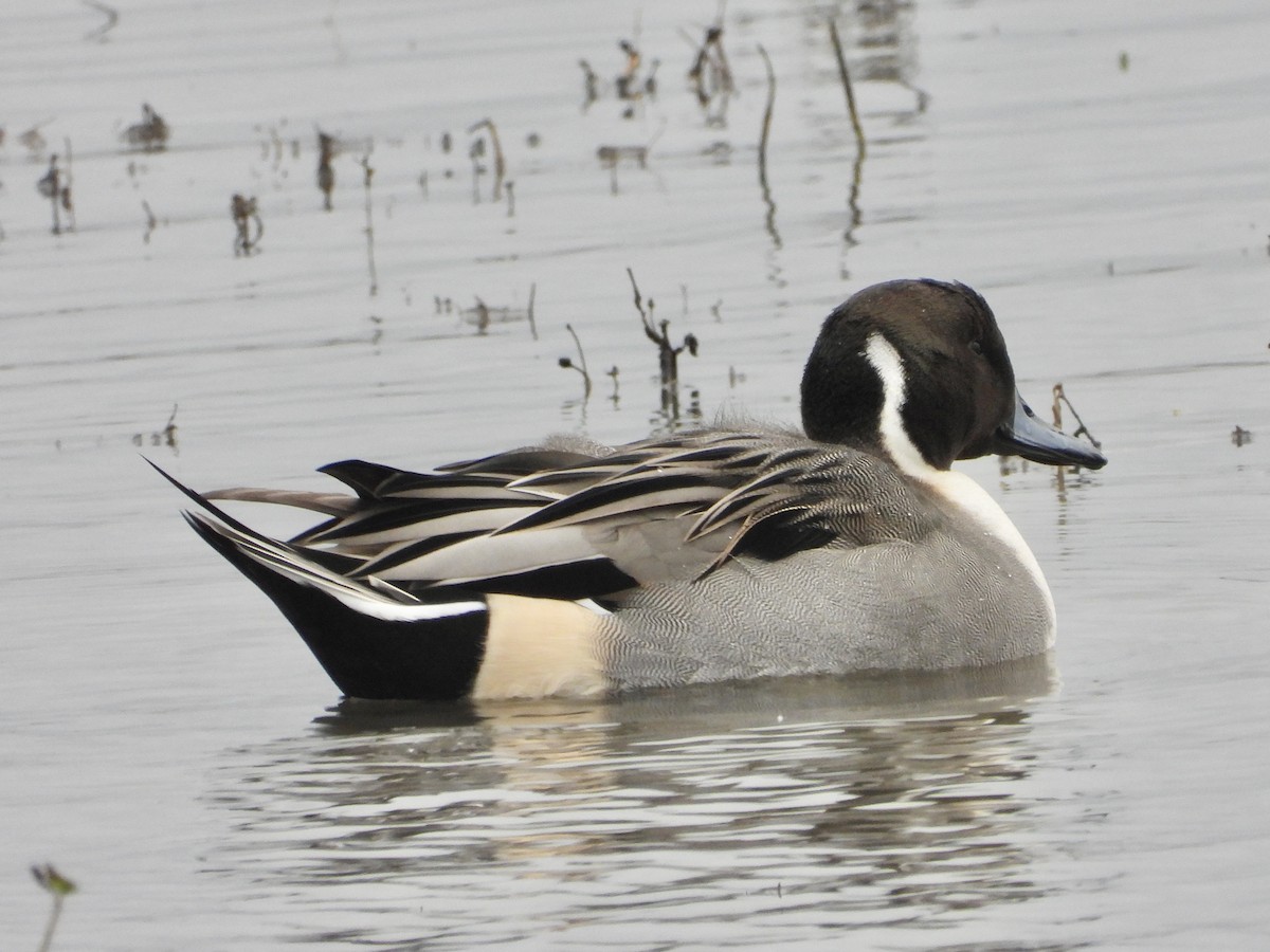 ברווז חד-זנב - ML650649727
