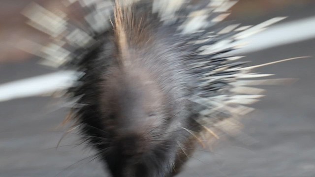 East Asian Porcupine - ML650649775