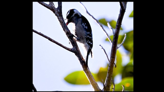 Downy Woodpecker - ML650649818