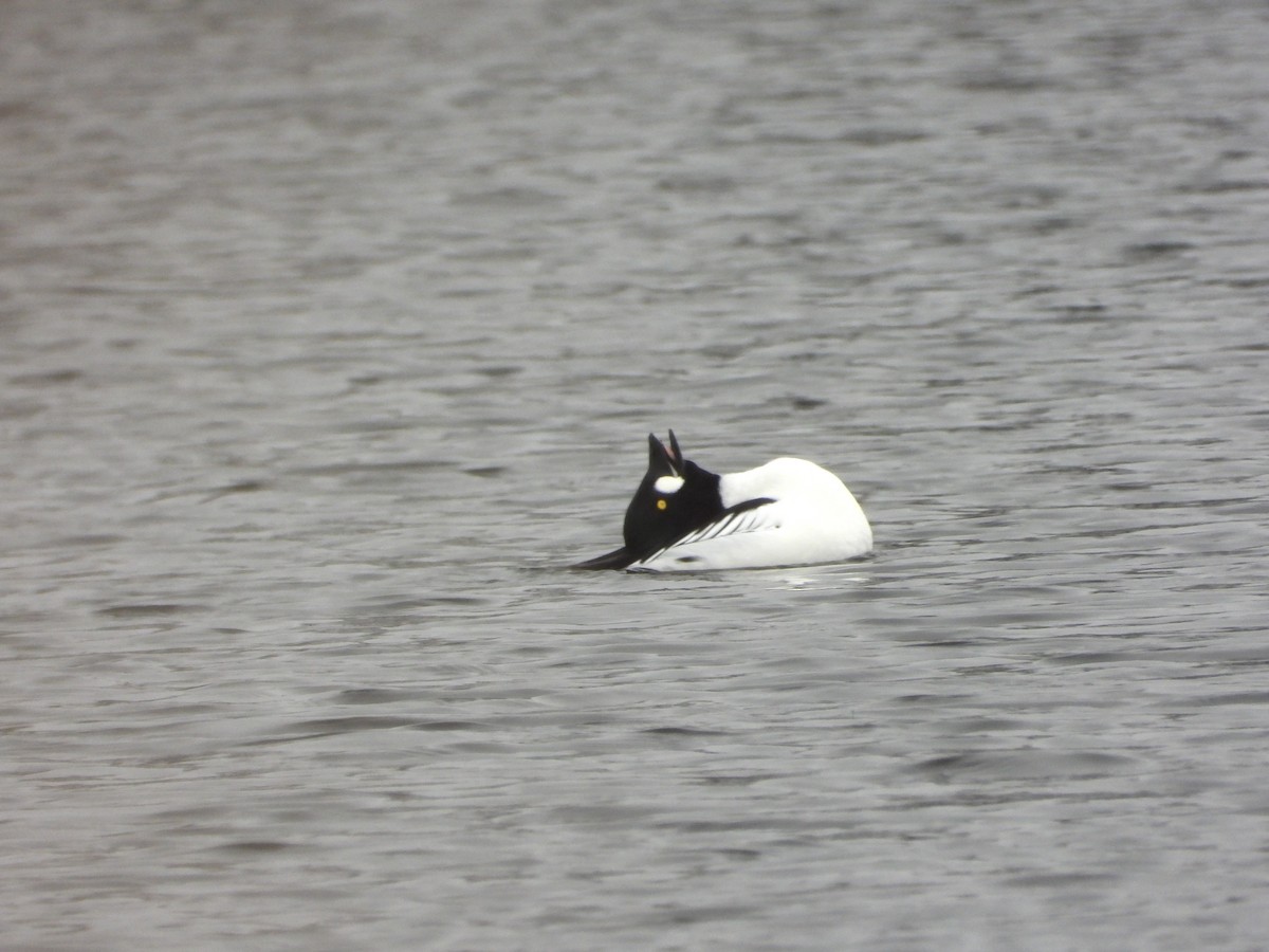 עבראש ירוק - ML650649836
