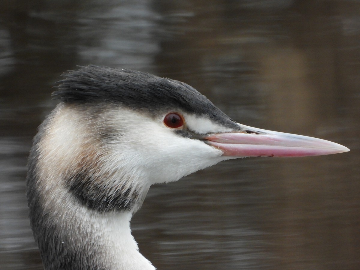 טבלן מצויץ - ML650649849