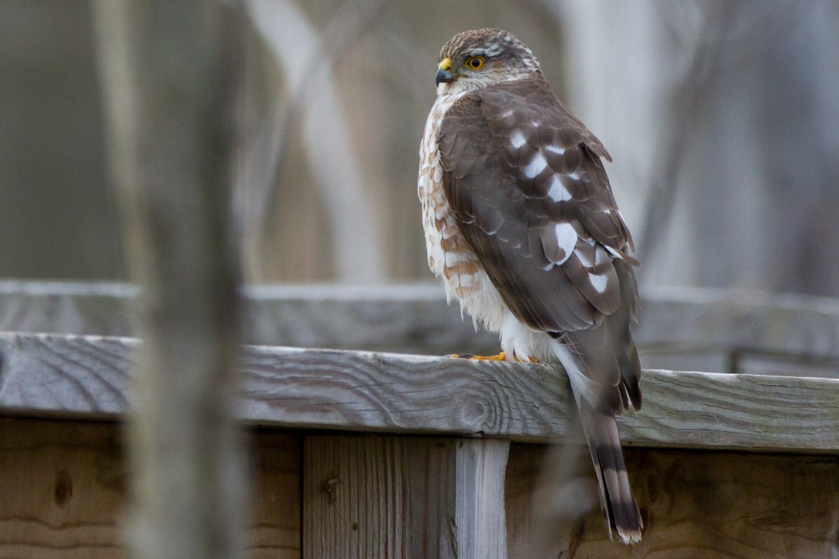 Sharp-shinned Hawk - ML65065001