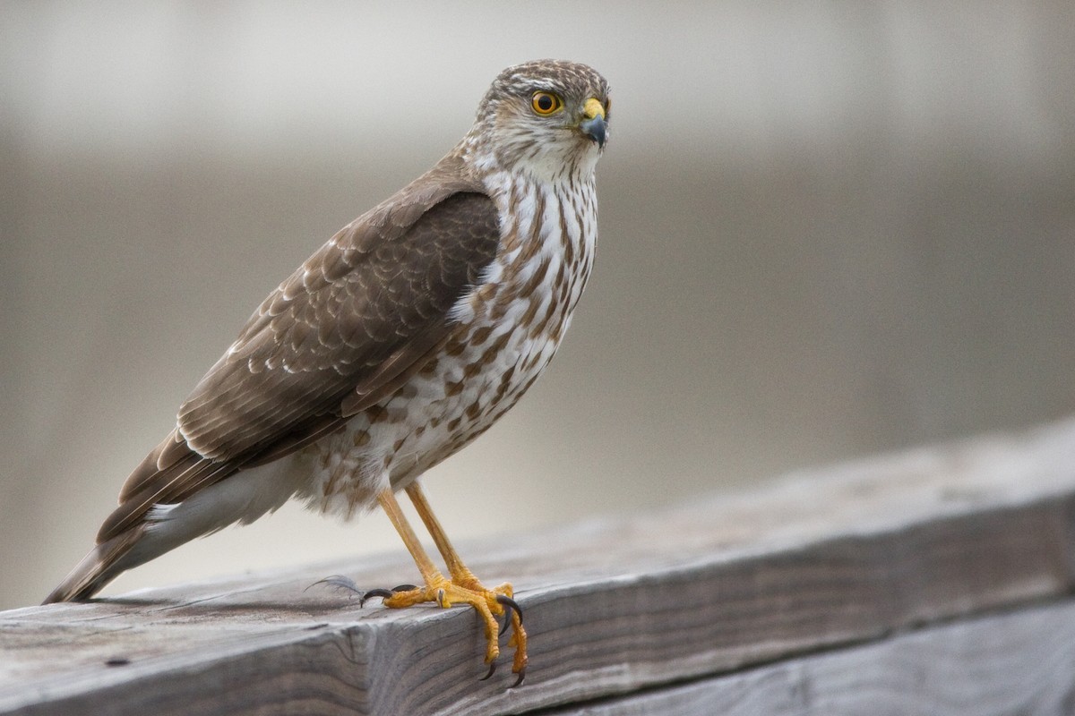 Sharp-shinned Hawk - ML65065011