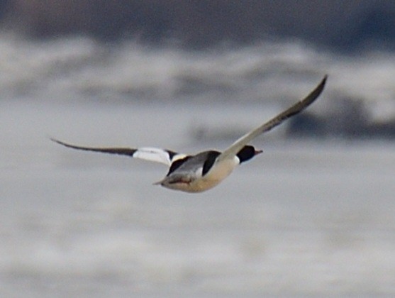 eBird Checklist - 10 Feb 2026 - Fox Point State Park - 14 species