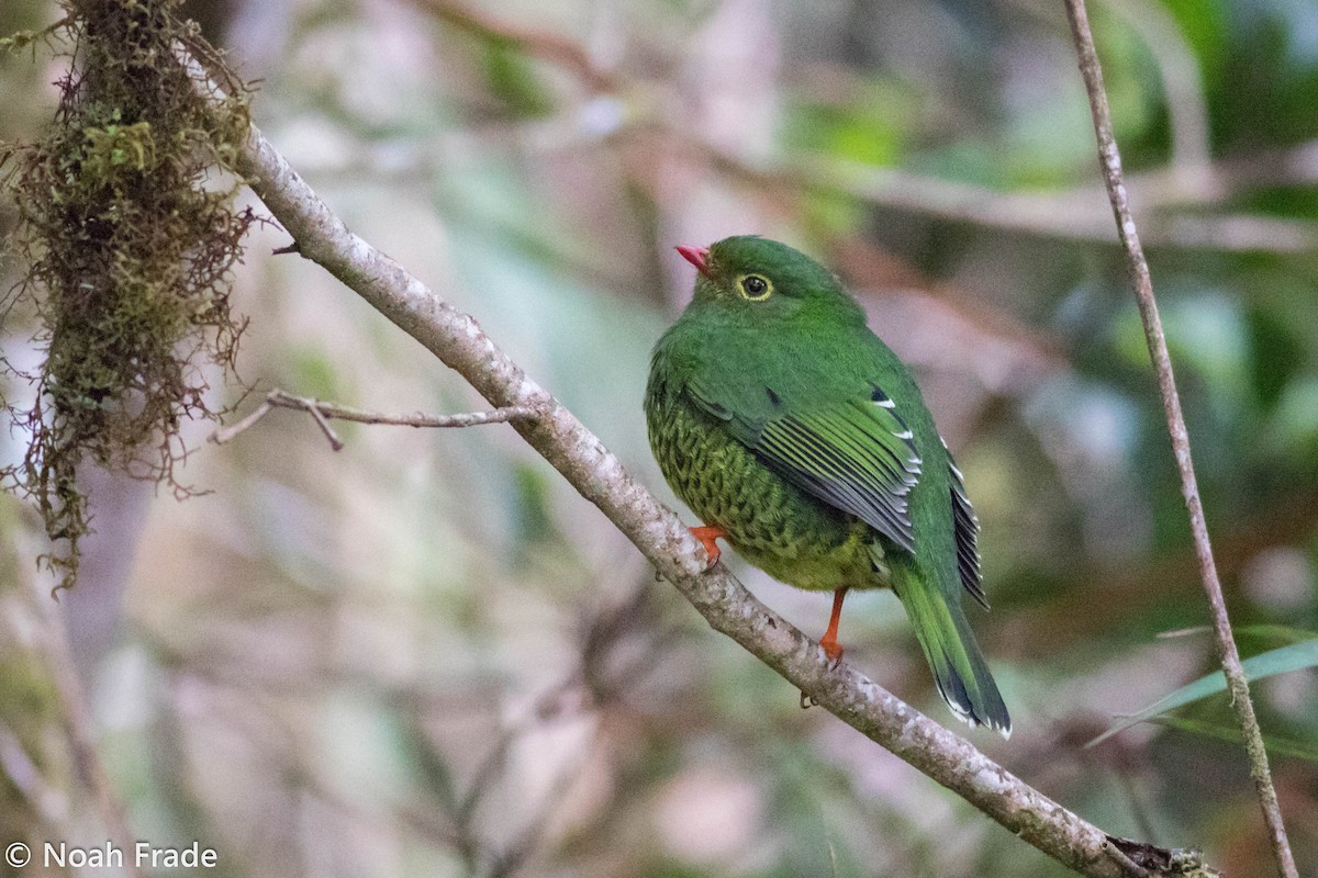 Band-tailed Fruiteater - Noah Frade