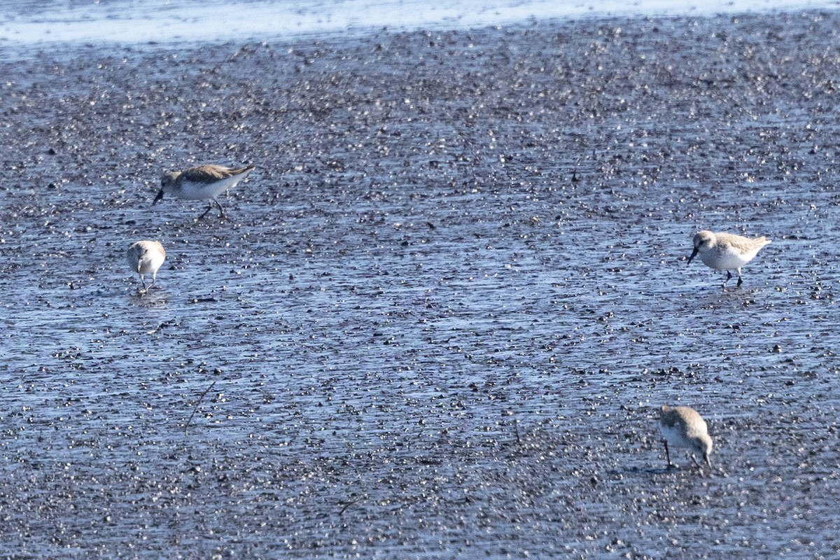 Bergstrandläufer - ML650650475