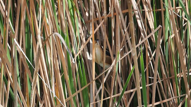 Least Bittern - ML650650525