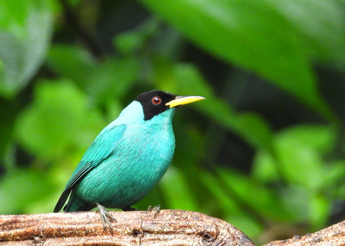 Green Honeycreeper - ML650650726