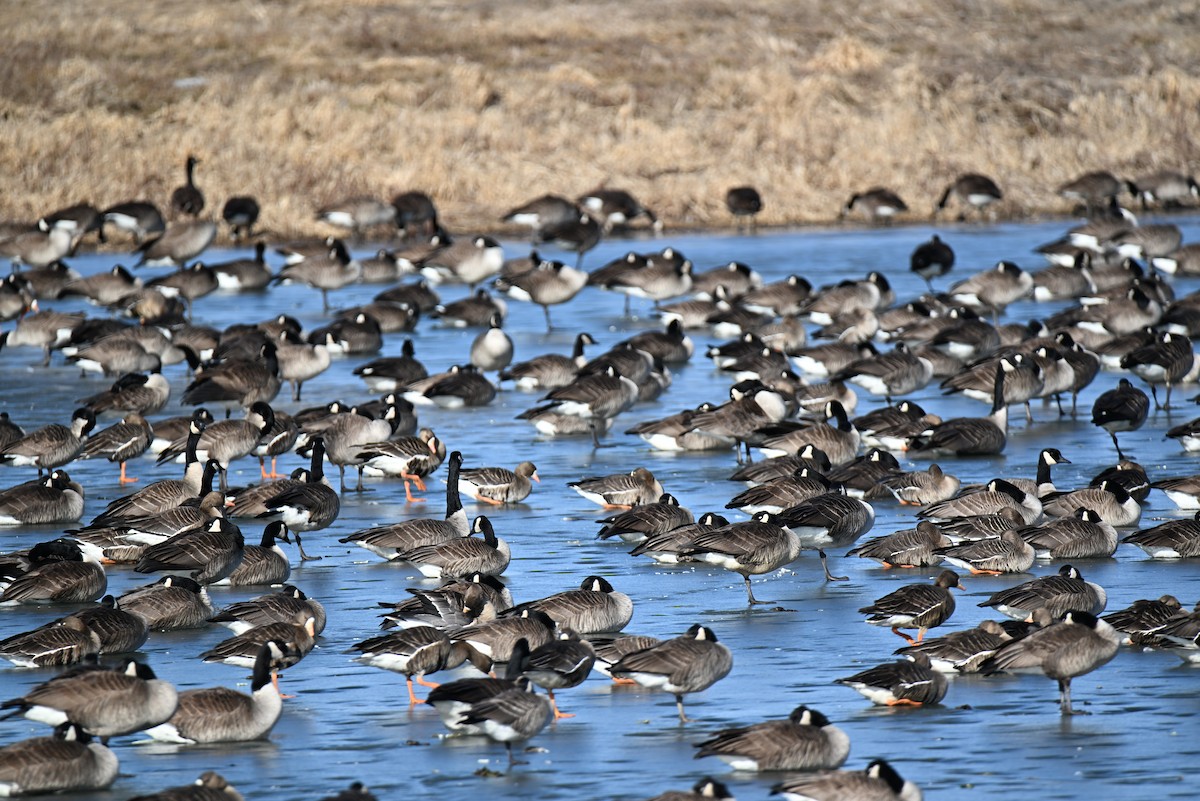 Antzara muturzuria - ML650650728