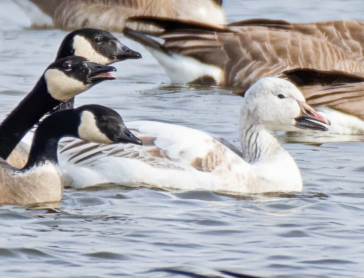 Ross antzara - ML650650730