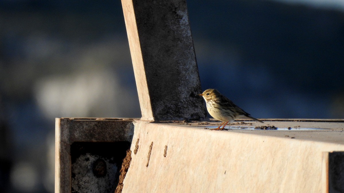 Negu-txirta - ML650650731