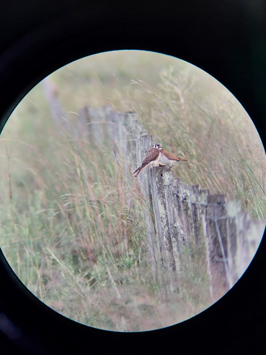 Belatz amerikarra - ML650650733