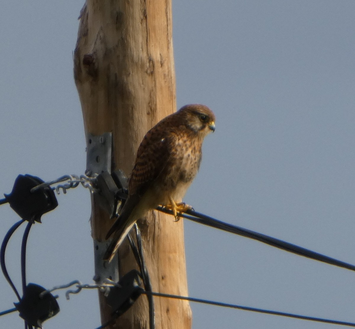 Belatz gorria - ML650650735