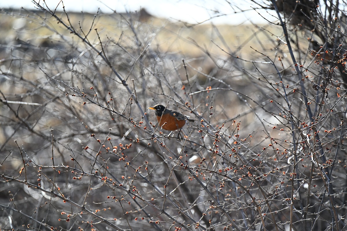 Zozo papargorria - ML650650741